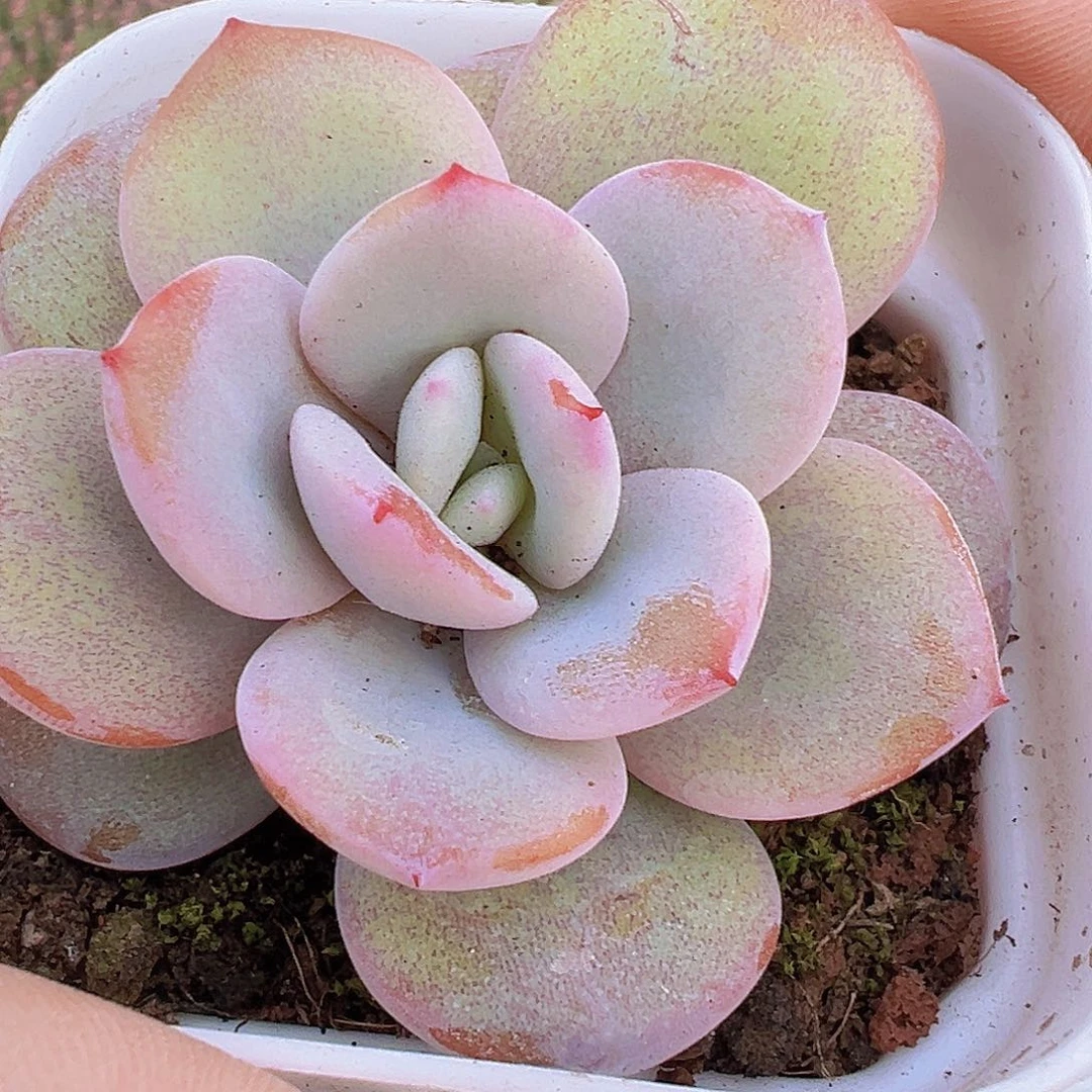 圆叶奶茶19包邮多肉