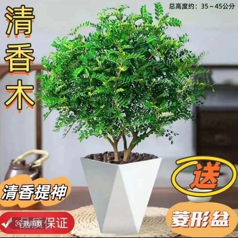清香木胡椒木驱蚊虫植物栽室内客厅好养提神绿植净化空气吸甲醛