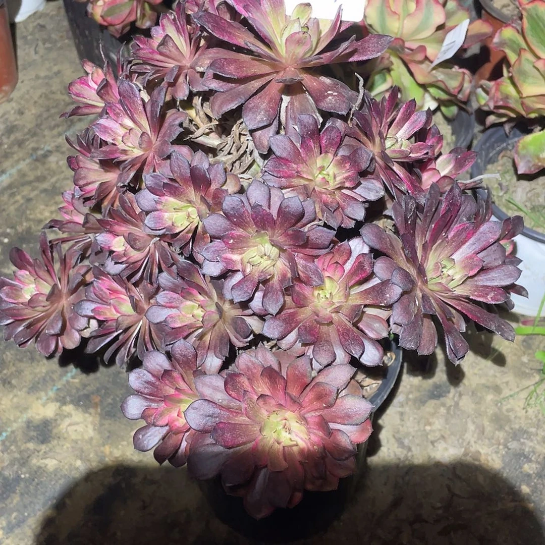 法师植物黑天鹅法师207