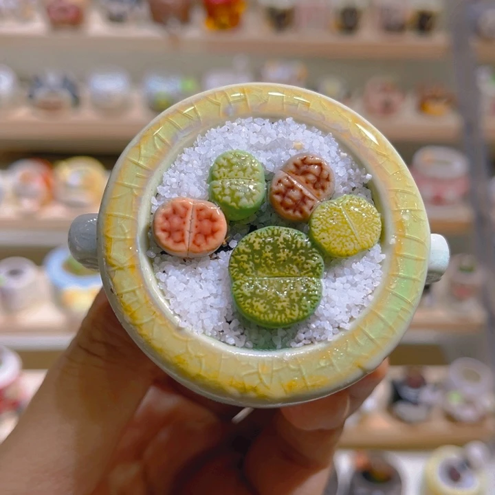 018高端多肉带盆土一套9.9