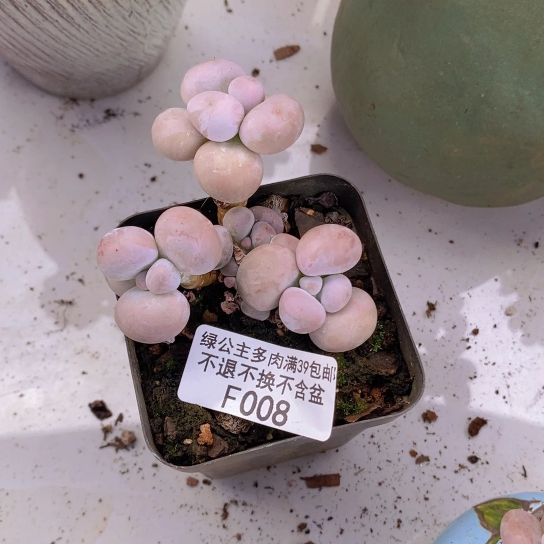 芭比奶洛5cm008多肉植物