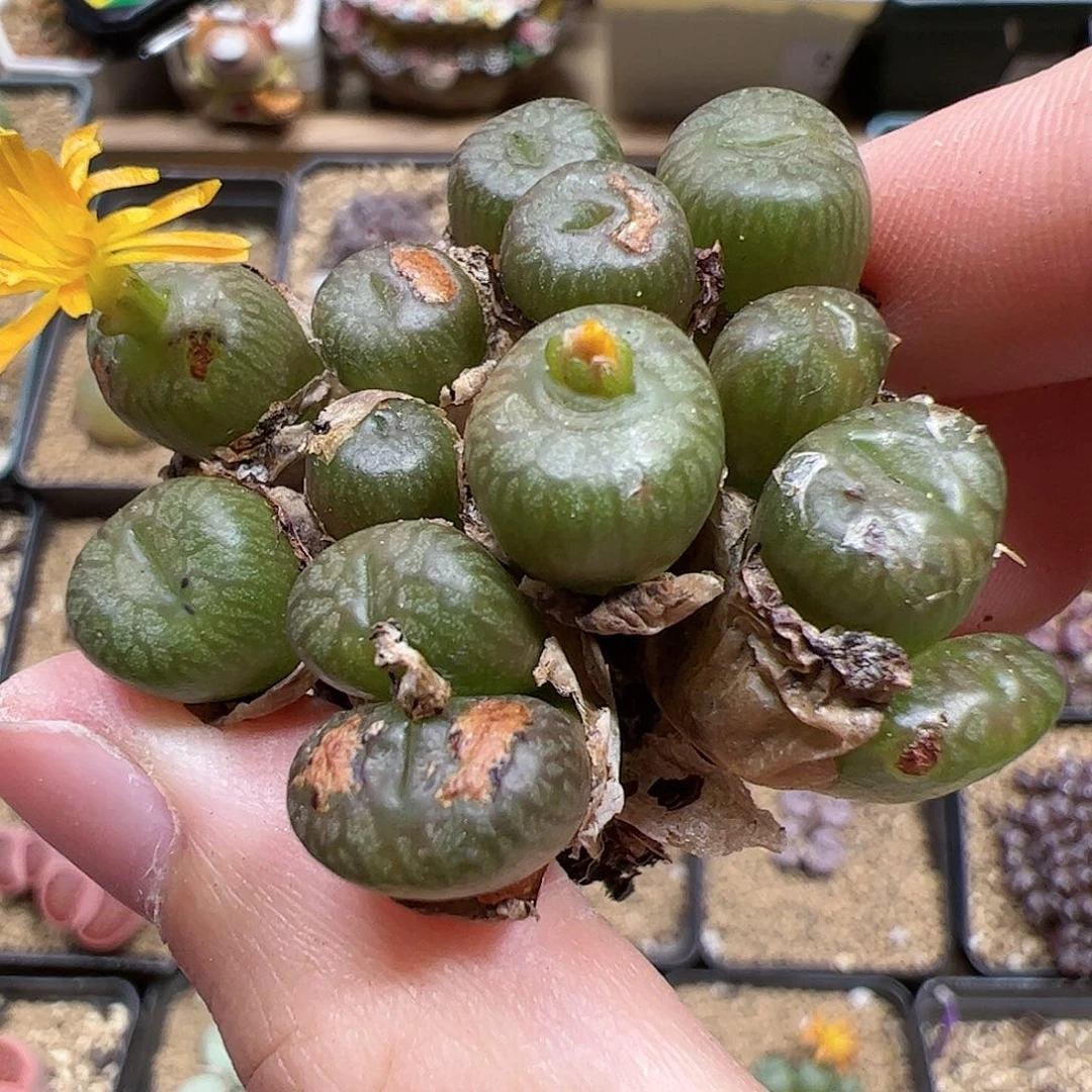 【闪购商品】16 福利
