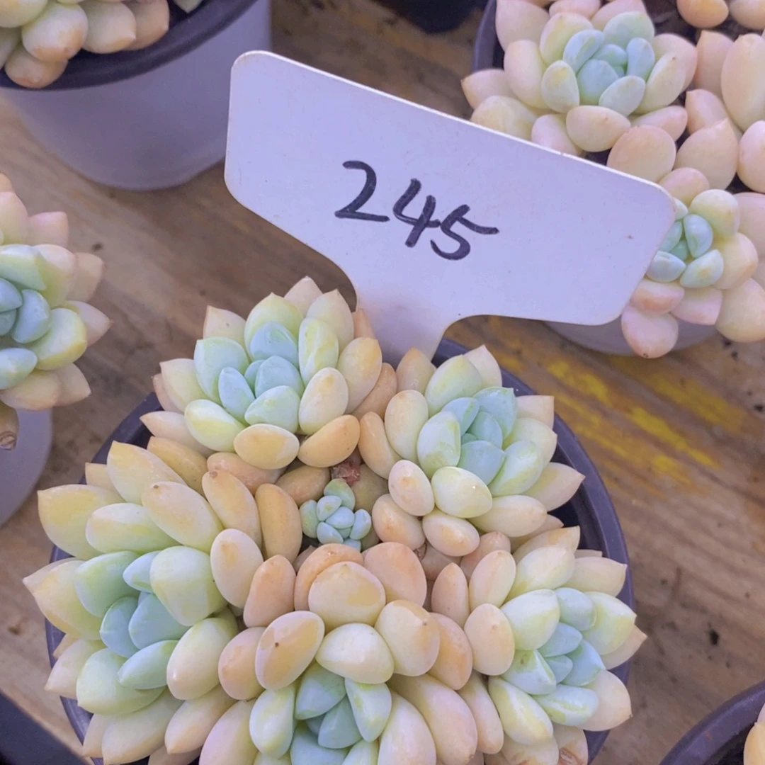 开心多肉，8.1晚上专场