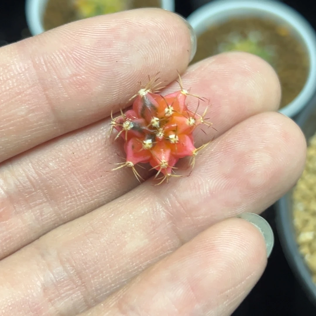 名品侧芽自根一物一拍7