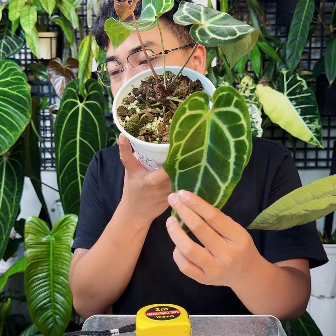 不开花植物H13撕裂纹杂流星雨
