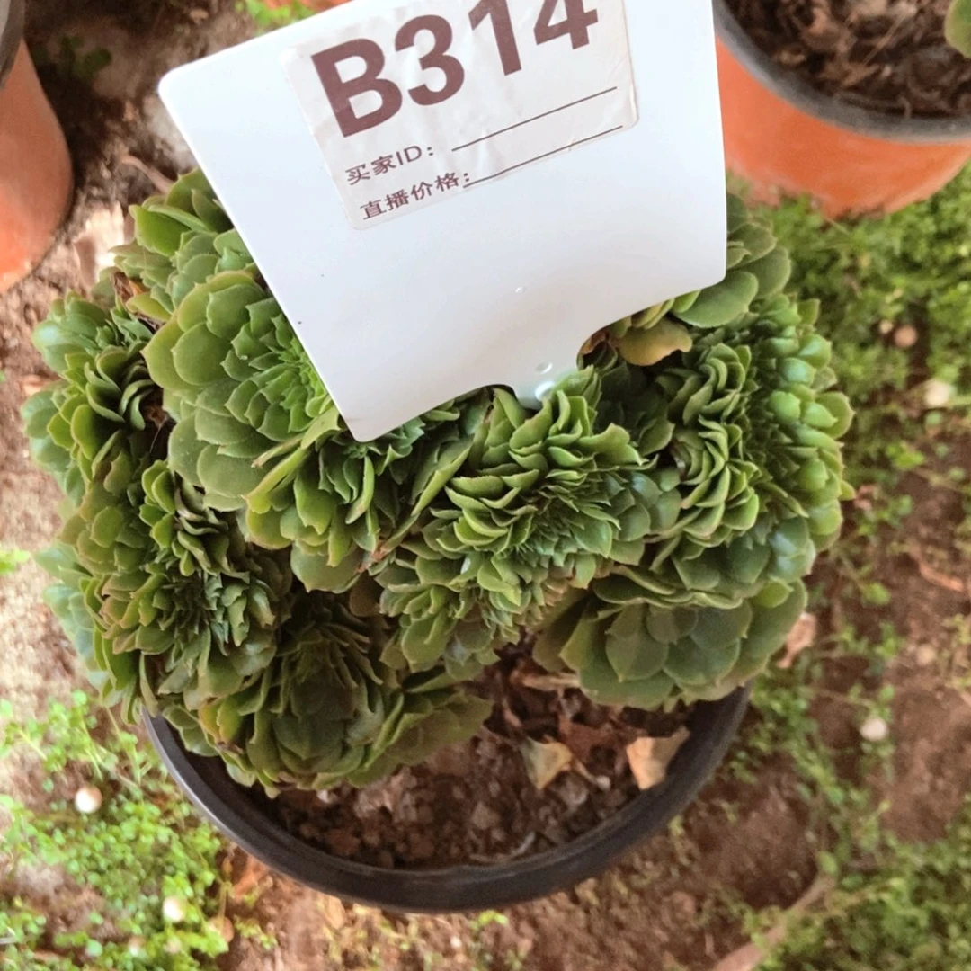 猫***碧B314绿羊绒干伤处理