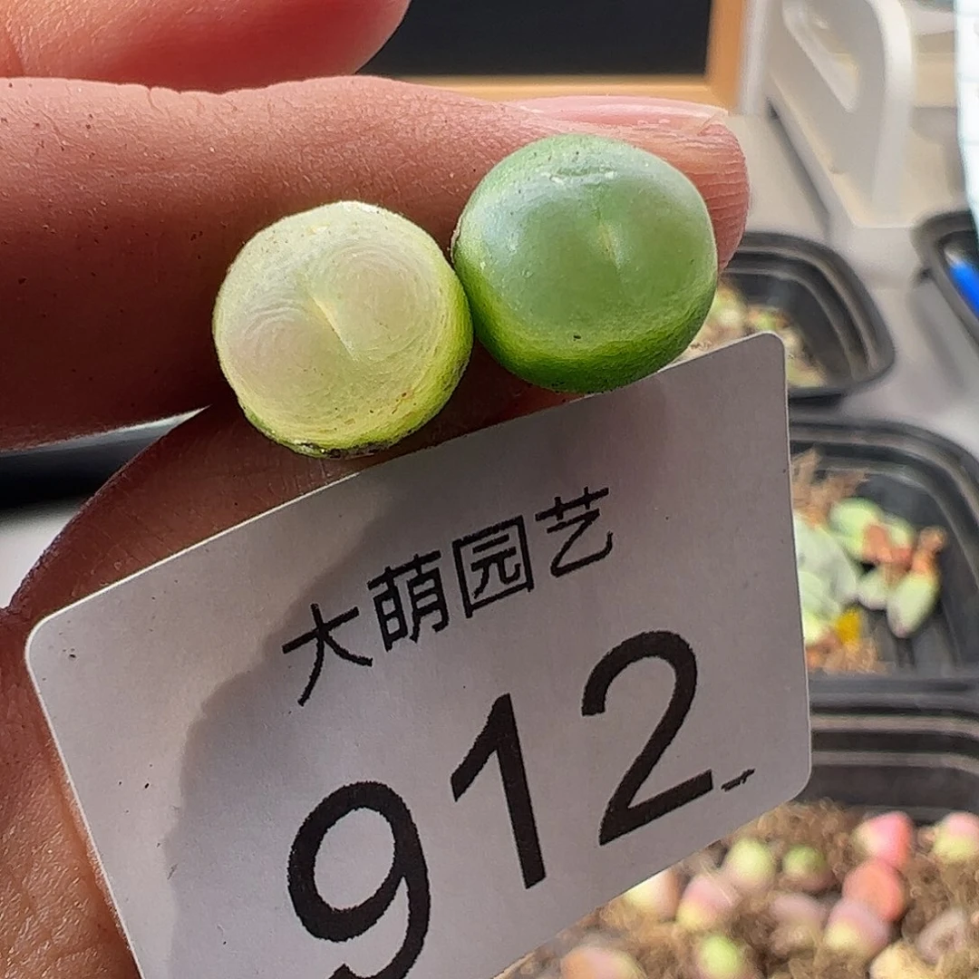 一物一拍。       912