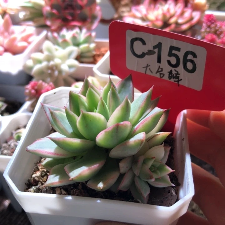 大合风覆轮锦有根