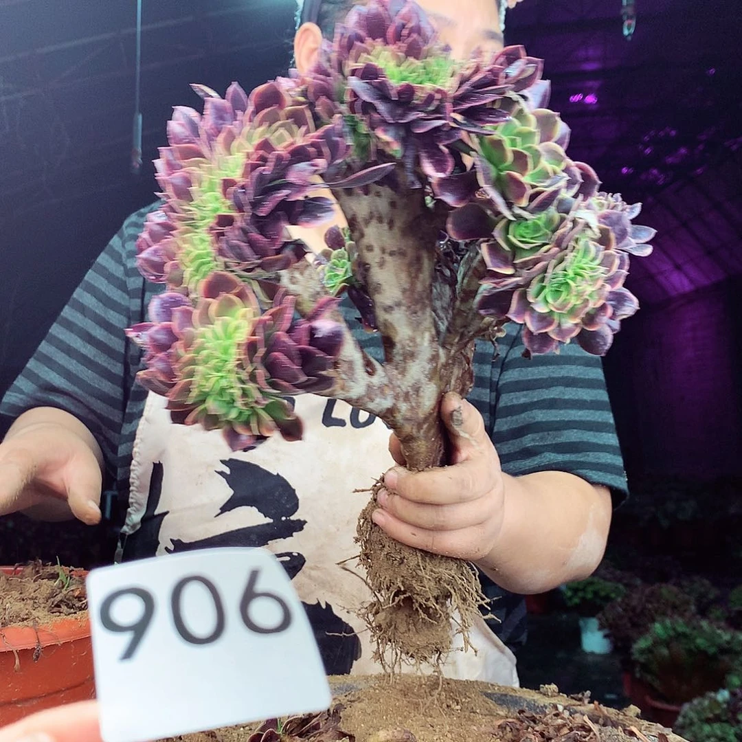 柒柒精品多肉脱土发货不包断侧枝906