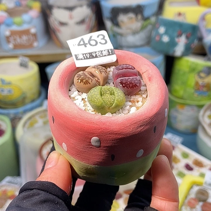 大舅生石花肉锥多肉463