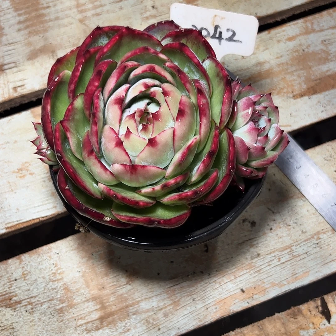 凯***部惊鸿仙子一物一拍2042号