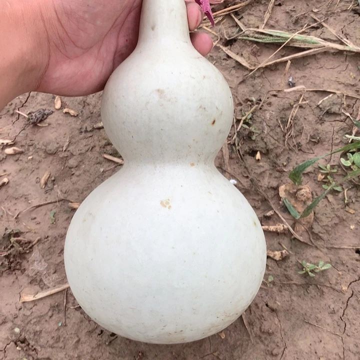 界***）中号现货供应充足