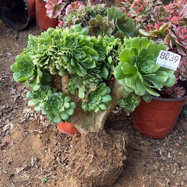 绿缀多肉植物039.