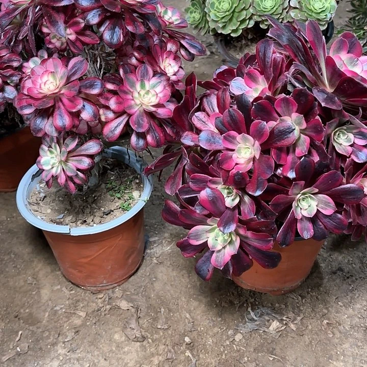 追**里多肉植物法师2颗27