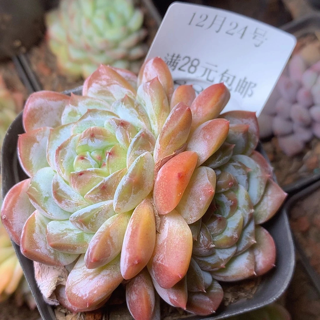 【闪购商品】云884号