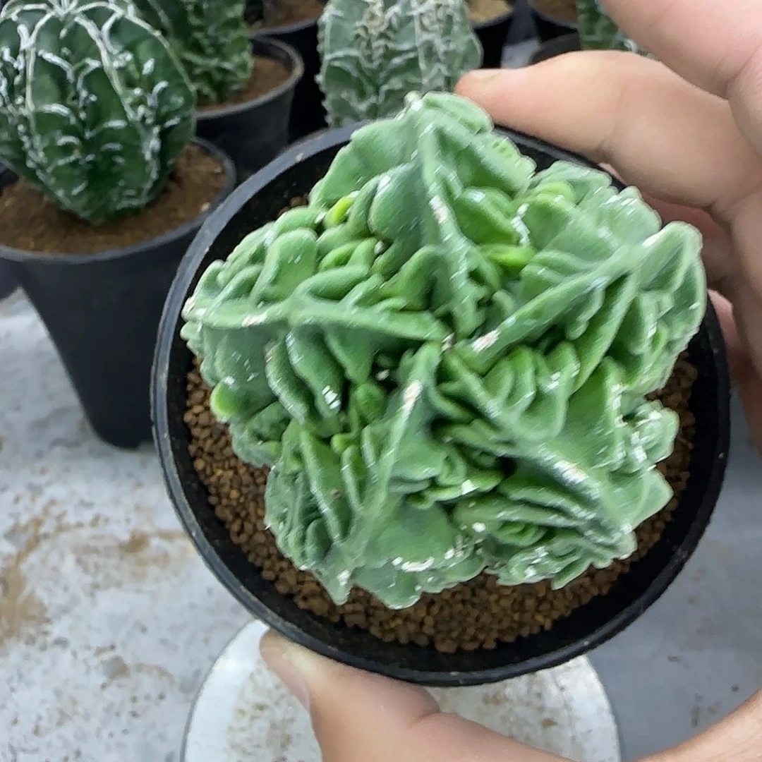核桃鸾凤玉实生根008