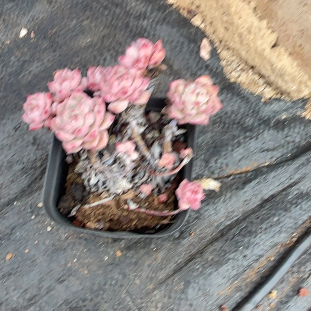 …***霞光小群生宝贝专拍