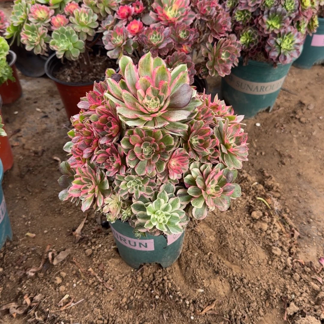 258 号一物一拍多肉18包邮