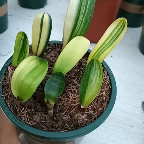 乐***活无花朵特色花卉君子兰小苗君