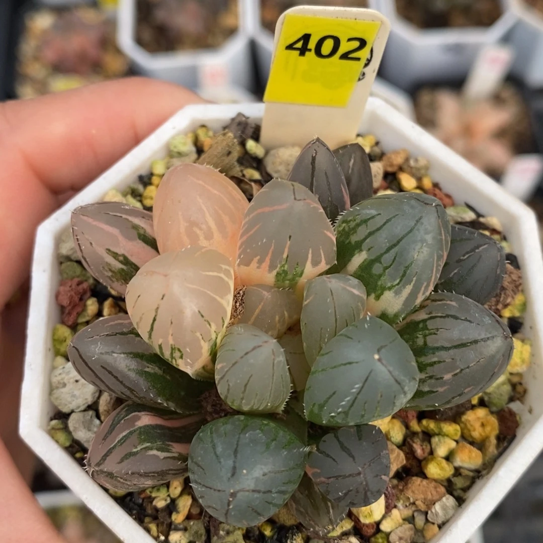 不开花植物402 oh