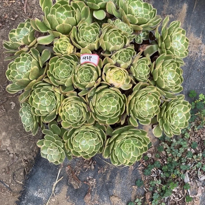 429粉花妖多肉植物法师