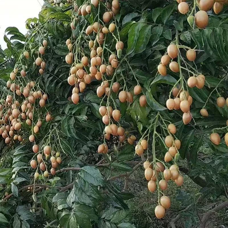 【顺丰包邮】广东鸡心黄皮果现摘现发当季酸甜水果现货包邮