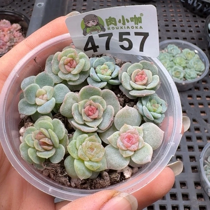 多肉植物多肉植物