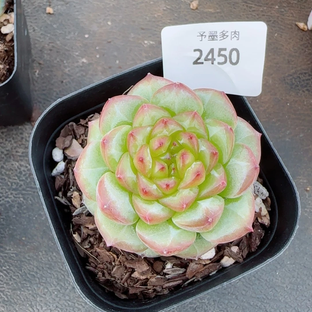 浮橘，2450多肉植物