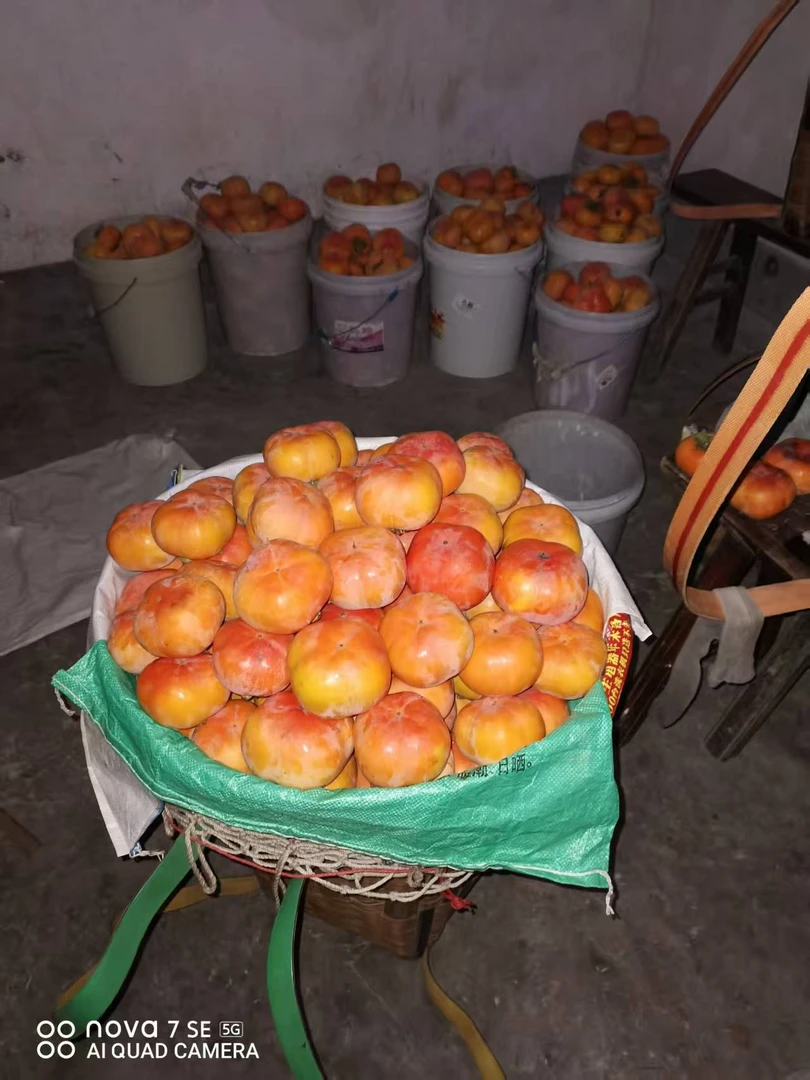 脆柿新鲜优质柿子脆甜不涩口