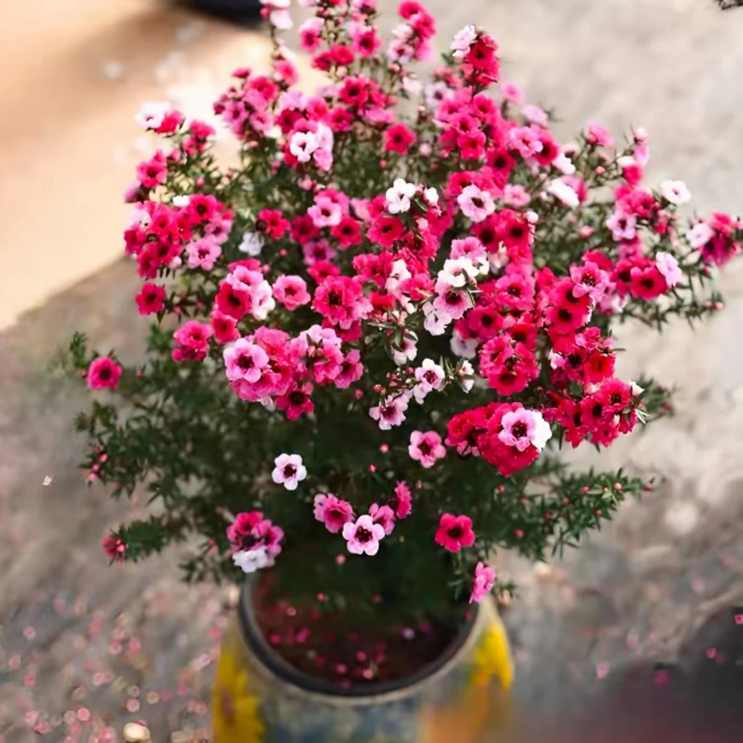 【带花苞】松红梅三色梅澳洲雪花梅室内花卉盆栽阳台原土发货