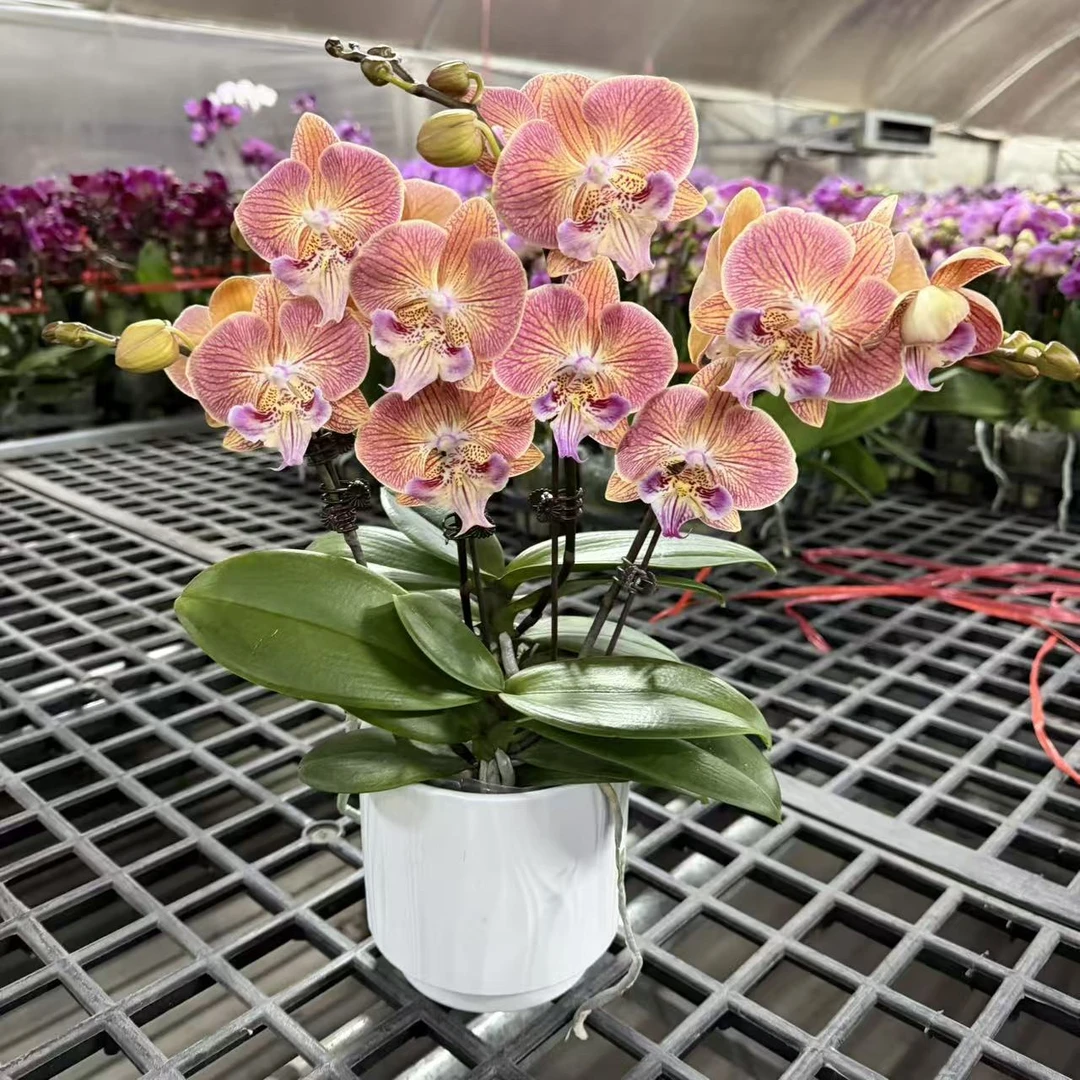 【金缕衣】蝴蝶兰 花色鲜艳 优质苗情 广州源头基地直发