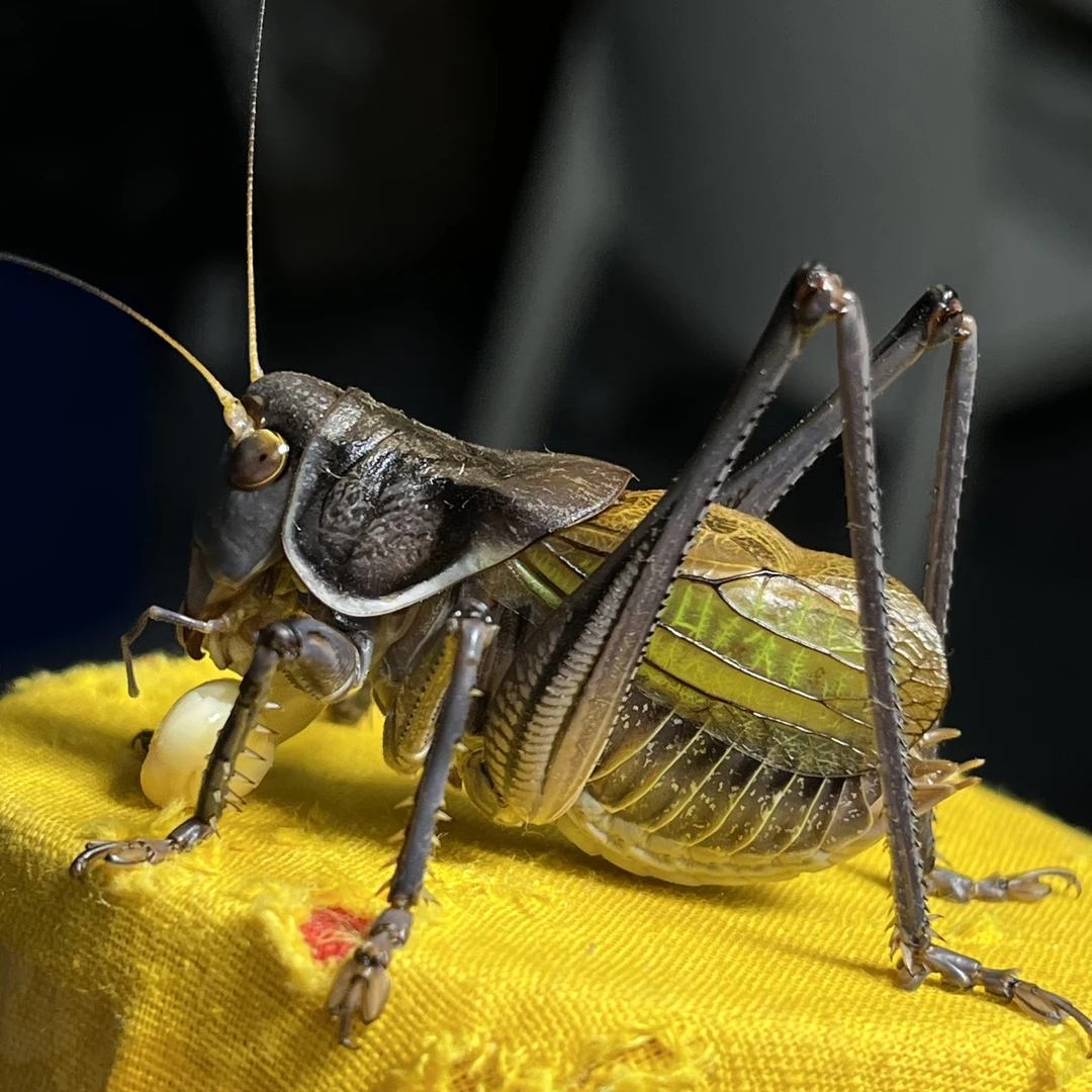 真炮筒铁皮蝈蝈新脱冬蝈蝈叫声响亮穿透力强成活率高精品大蝈蝈