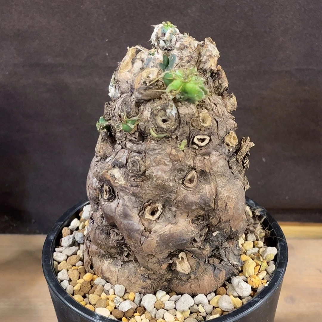 潮流植物 火山大戟 熟桩 9.3公分