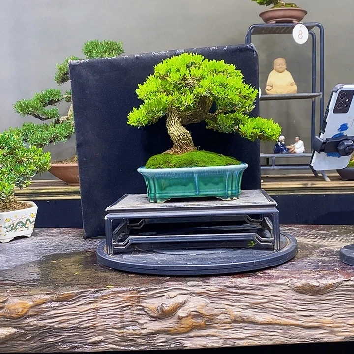 无花朵黄杨盆景四季常青h