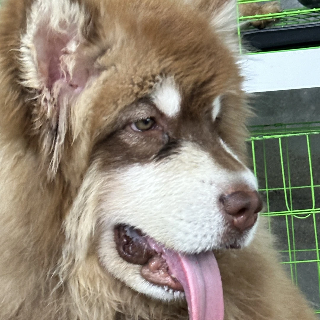 新店首播,阿拉斯加,美卡,主营