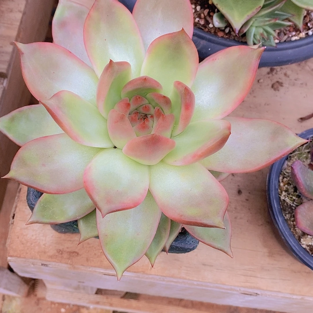 多肉植物韩版肥体凯亚