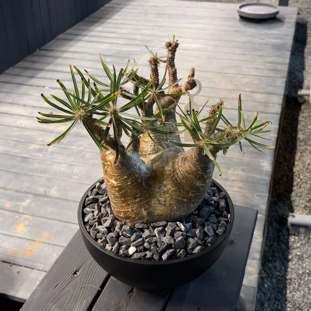 木货****多象牙宫熟桩带盆土发