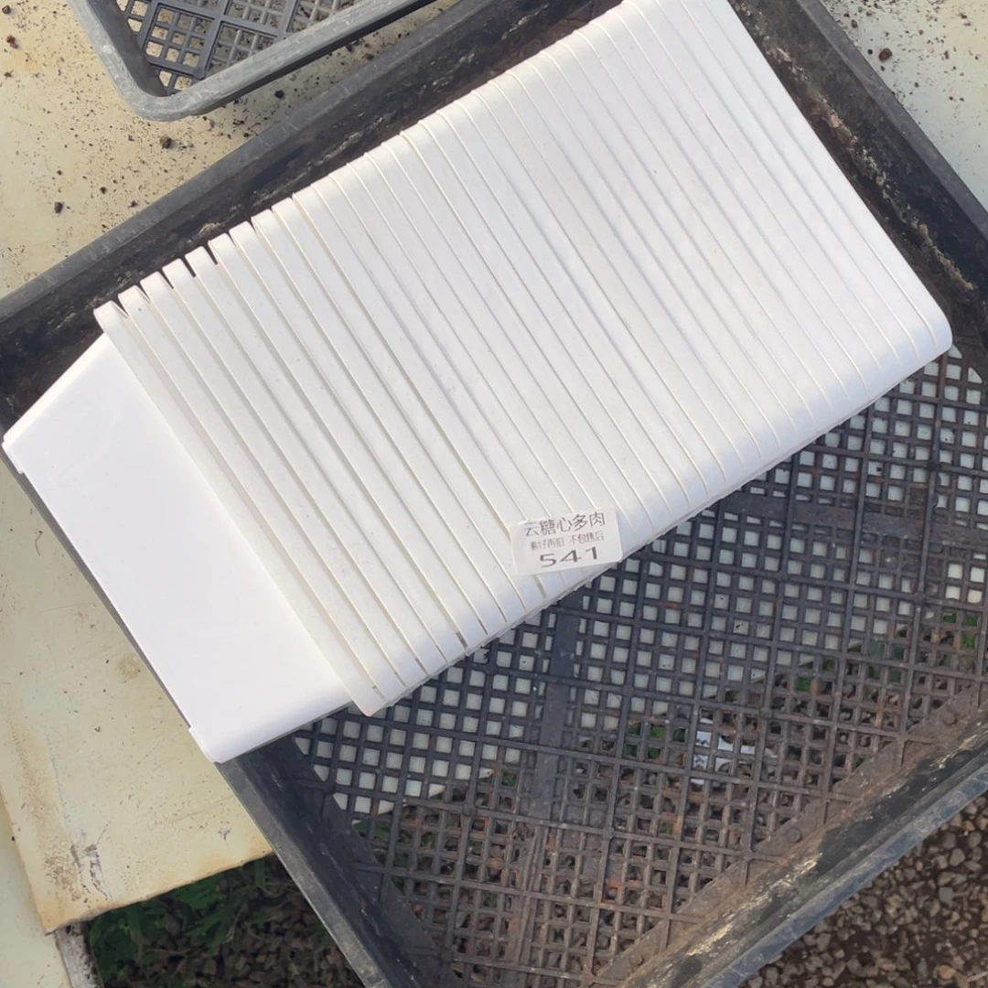 梦***-云糖心多肉植物541