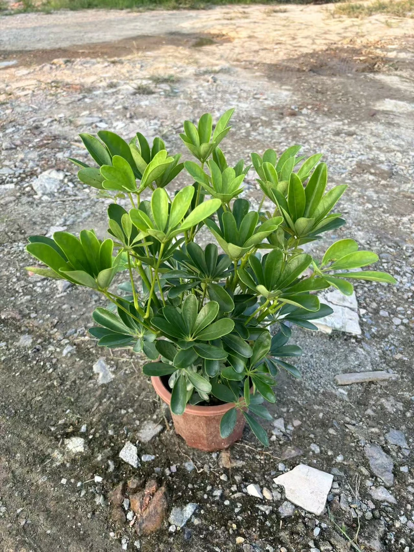 八方来财鸭脚木七叶莲盆栽室内绿植净化空气四季常青好养活