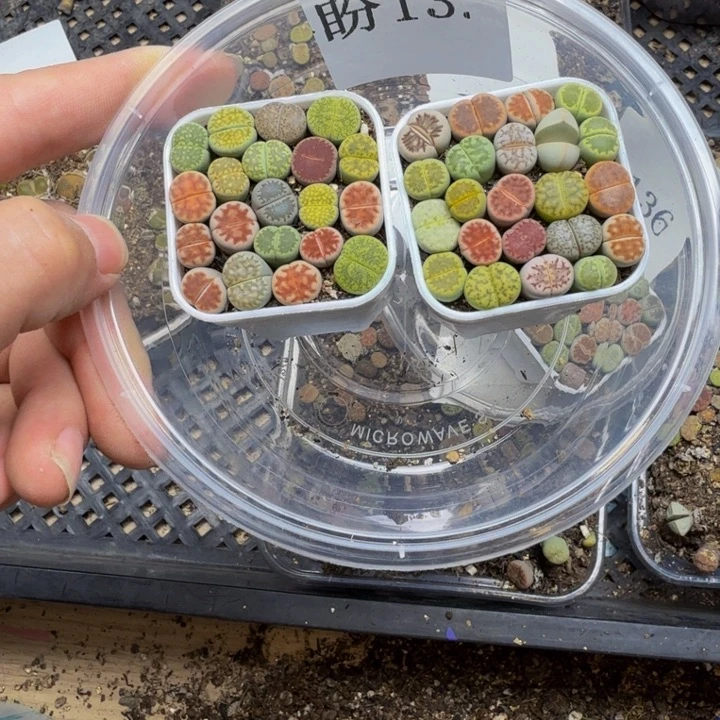 雨***柔多肉植物的生长发育13