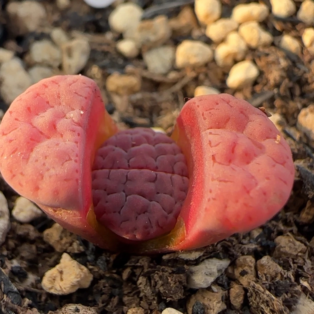 9811。阿克。不大。。。。。