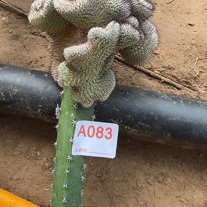樱****无花朵嫁接直刺佩雷缀083