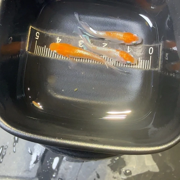 青鳉鱼18号拍品赤壁