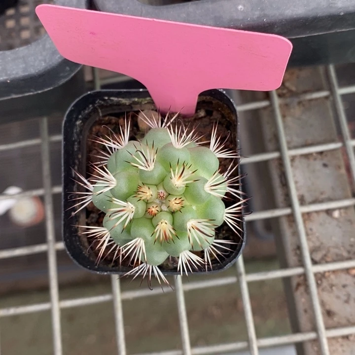 伯克利和格蕾纳等著名