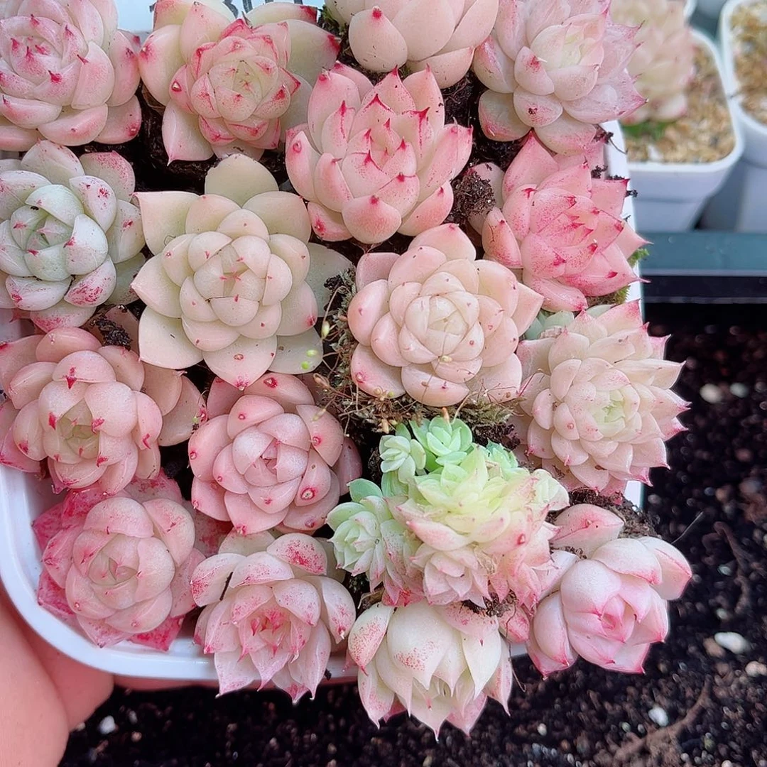 一*** 1-301 新疆西藏内蒙不发12.8包邮2-3公分