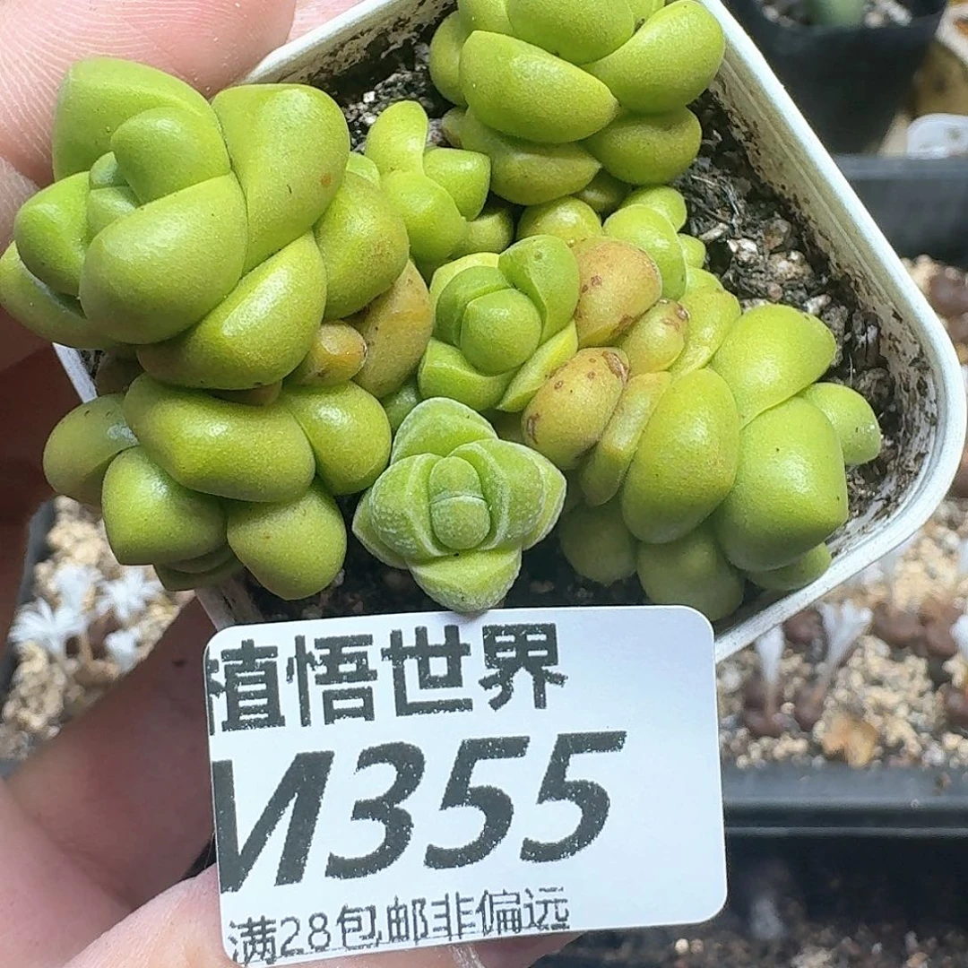多肉植物的润泽耳朵