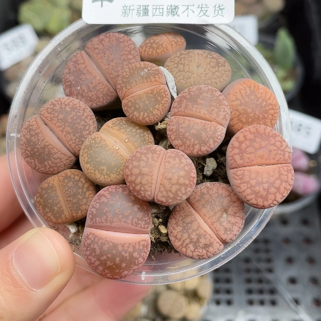 4920000000花花花花花花花