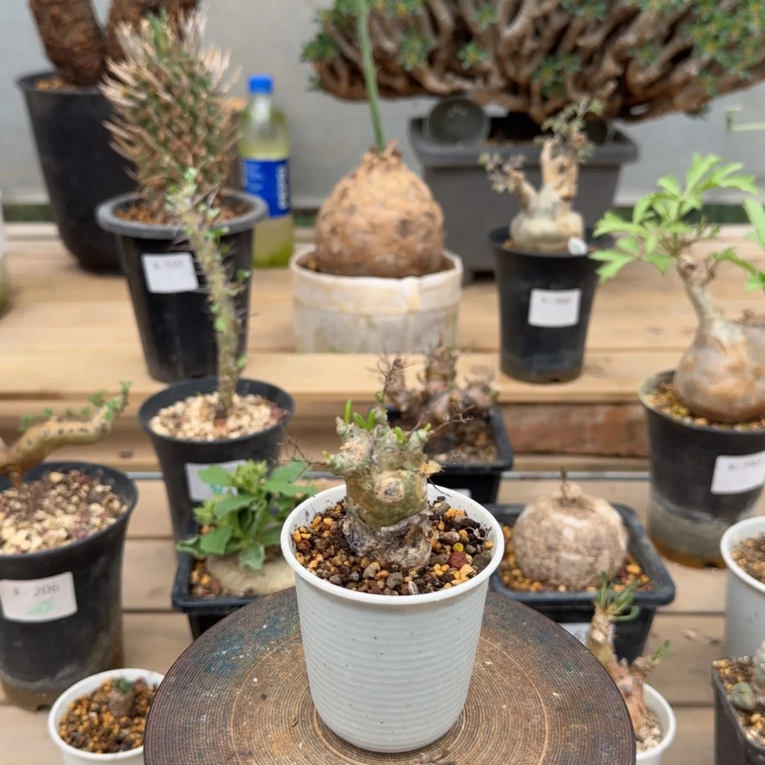 621万物想奇峰锦块根植物