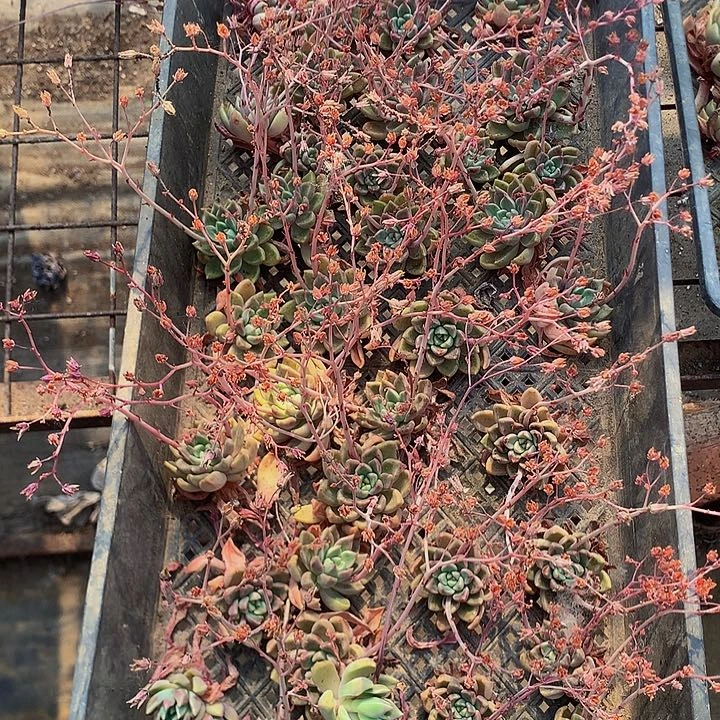 油漆桶砍头一筐000000