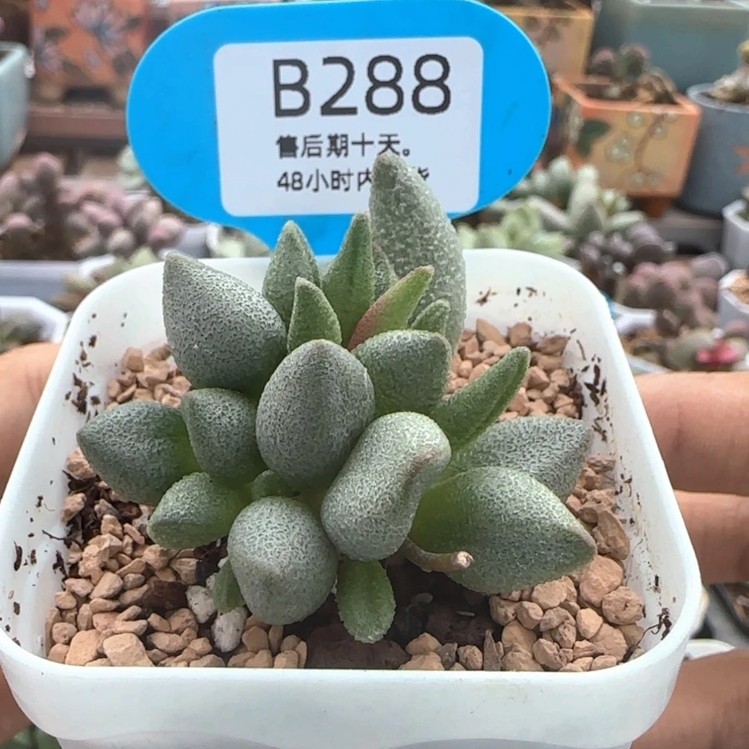 福利。    288。